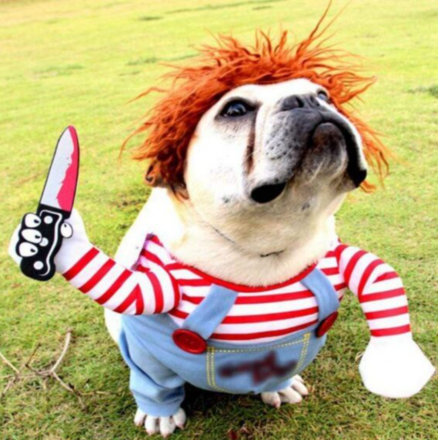 DISFRAZ CHUKY🐶🗡️ – Roba miradas Halloween👀